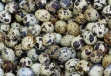 Умъртвяват над 25 хил. пъдпъдъци заради птичи грип в Етрополе