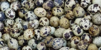 Умъртвяват над 25 хил. пъдпъдъци заради птичи грип в Етрополе