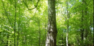 Дунчев и съратниците му в София-област се разбунтуваха срещу шефовете в ПП, предали водаческото място в листата на ДБ