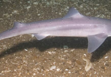 Три български кораба задържани в Румъния за незаконен улов на акула