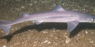 Три български кораба задържани в Румъния за незаконен улов на акула