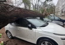 Община Пловдив ще плати операцията на ударения от паднало дърво мъж