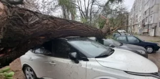 Община Пловдив ще плати операцията на ударения от паднало дърво мъж