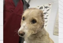 Трима са задържани за зверското издевателство над кученцето Фейт