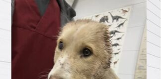 Трима са задържани за зверското издевателство над кученцето Фейт