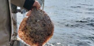 От 15 април влиза в сила сезонната забрана за улов на риба