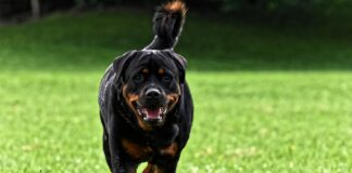 Ротвайлер нападна майка с бебе в димитровградско село