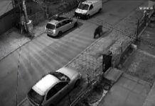 Мече се разхожда във Владая, търси храна