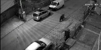 Мече се разхожда във Владая, търси храна