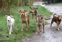 450 хил. лева кръвнина искат роднините на убитата от кучета жена от Долна Оряховица