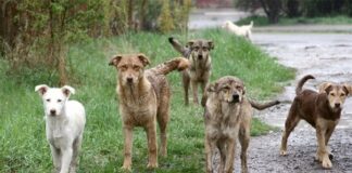 450 хил. лева кръвнина искат роднините на убитата от кучета жена от Долна Оряховица