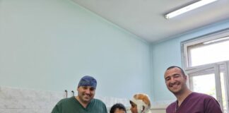 4-годишно дете е жестоко нахапано от куче във Велинград