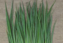 Лукът е почти 100% по-скъп от миналата година