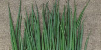 Лукът е почти 100% по-скъп от миналата година