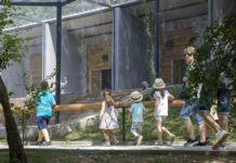 Упоиха и хванаха двата леопарда бегълци от зоопарка в Стара Загора