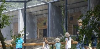 Упоиха и хванаха двата леопарда бегълци от зоопарка в Стара Загора