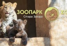 Последно: леопардът беглец в Стара Загора бил един, казва се Данте