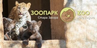 Последно: леопардът беглец в Стара Загора бил един, казва се Данте