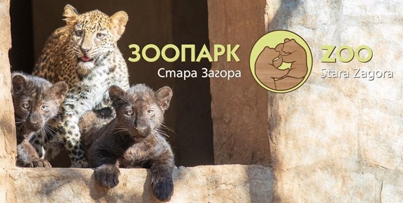 От община Стара Загора уточниха последно че беглецът леопард в
