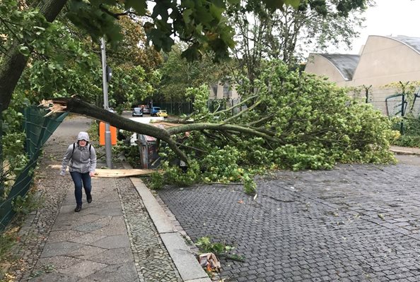 Дърво падна и нарани 13 годишно момиче в София Инцидентът е