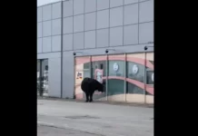 Бик опита да влезе в магазин за козметика в столицата