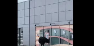 Бик опита да влезе в магазин за козметика в столицата