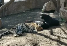 Момиче опита да си прави селфи с леопард в зоопарка във Варна, но животното я ухапа по пръста