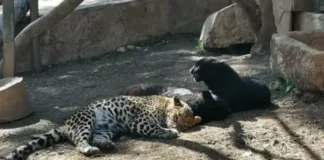 Момиче опита да си прави селфи с леопард в зоопарка във Варна, но животното я ухапа по пръста