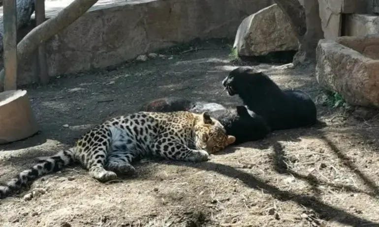 Леопард е избягал от клетката си в зоопарка в Стара