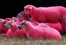 Овце сте. Наивни розови овце, които тъпчеха жълтия паваж в центъра на София…