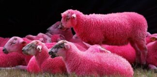 Овце сте. Наивни розови овце, които тъпчеха жълтия паваж в центъра на София…