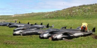 Над 50 кита гринди загинаха, след като заседнаха край плаж в Шотландия