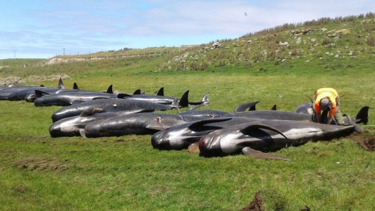 Над 50 кита гринди са загинали, след като са заседнали