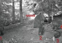 Феномен: кафява мечка роди 4 малки в Родопите