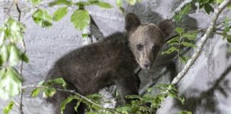 Изгубено мече бе настанено в парка в Белица