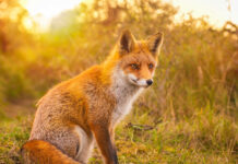 Нашествие на лисици в монтанско село