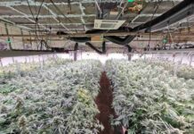 Координатор на „Продължаваме промяната“ е арестуван във Ветрино заради оранжерия за марихуана