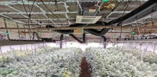 Координатор на „Продължаваме промяната“ е арестуван във Ветрино заради оранжерия за марихуана