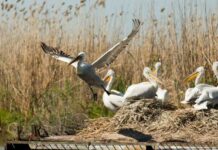 НПО с критики към ПП-ДБ, имало законопроекти, които миришат на корупция