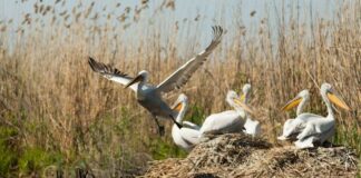 НПО с критики към ПП-ДБ, имало законопроекти, които миришат на корупция