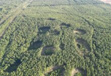 Икономическа полиция разследва незаконна сеч в горите на Ихтиман