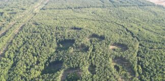 Икономическа полиция разследва незаконна сеч в горите на Ихтиман