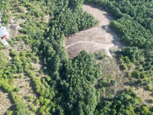 Икономическа полиция разследва незаконна сеч в горите на Ихтиман - Снимка 4