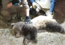 Природозащитници спасиха осиротяло мече в софийско село