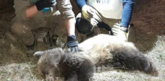 Природозащитници спасиха осиротяло мече в софийско село