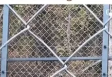 Мечка измъкна телефона на мъж в зоопарка в Стара Загора, решил да я снима отблизо