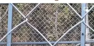 Мечка измъкна телефона на мъж в зоопарка в Стара Загора, решил да я снима отблизо