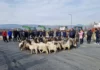 Фермери изкараха кози на магистрала „Струма“