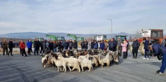 Фермери изкараха кози на магистрала „Струма“