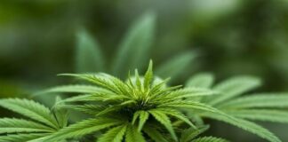 Полицията разкри модерна наркооранжерия в столичния кв. „Симеоново“